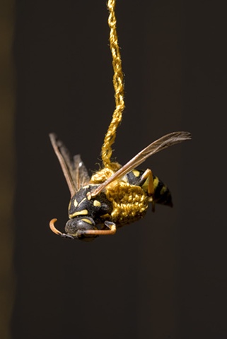 wasp detail 1