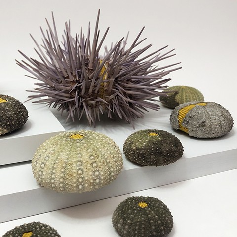 Sea Urchin Bed close up 3