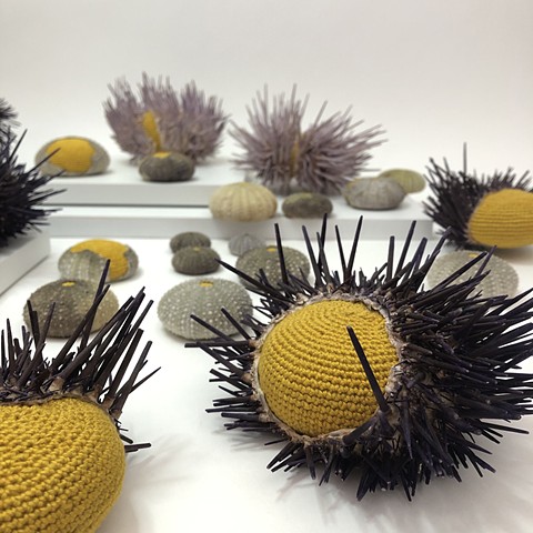 Sea Urchin Bed close up 2