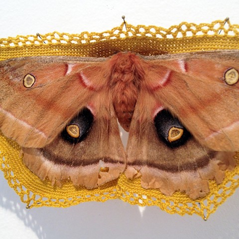 moth detail 2