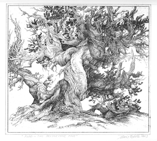 "Fudo - the Bristlecone Pine"