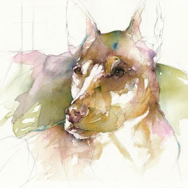 Australian Shepherd Study #1: Canis lupus familiaris 