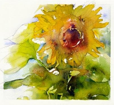 Sunflower Study #1: Helianthus annuus