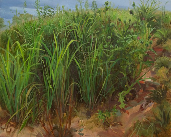 Grasses on Mount Sequoyah