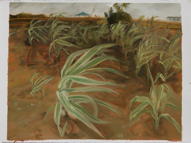 Study for Giant Reed Grass, Bolivar