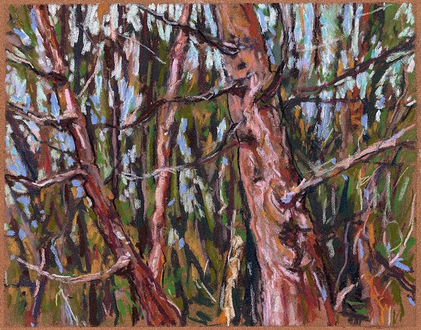 In the Woods_ 8 x 10