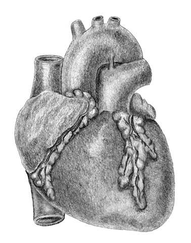 Medical Illustration Fig 1