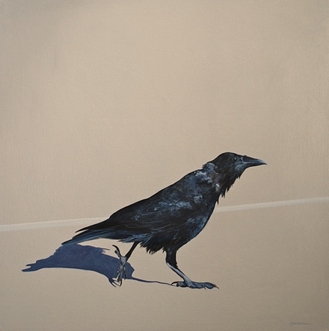 crow on pavement