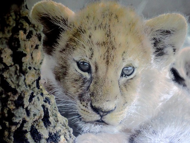EyeCU - Lion cub