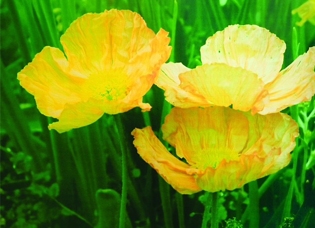 Trio of Iceland Poppies