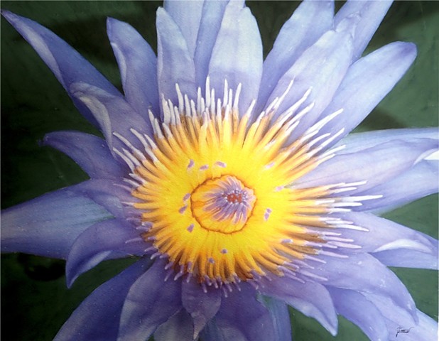 Purple & Yellow Water Lily 2