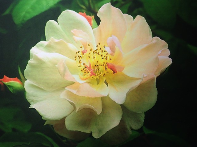 Pink-blushed Rose