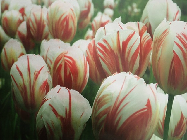 Red Striped Tulips