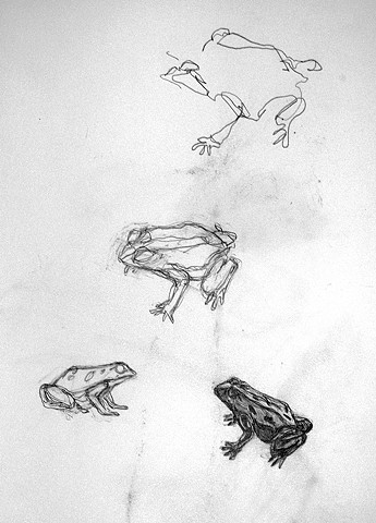 Plastic Frog Studies