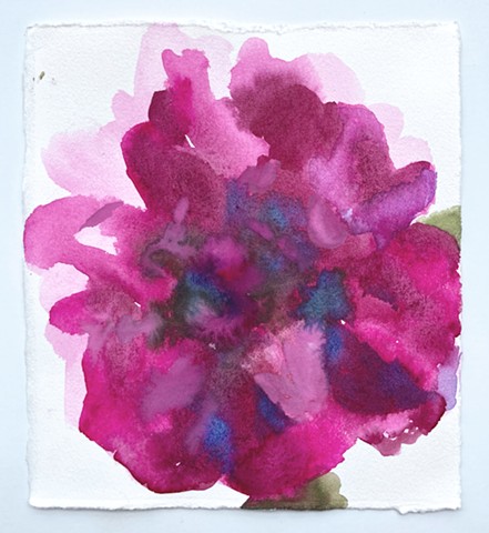 Peony 1