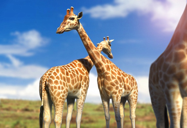 giraffe for animalia wide