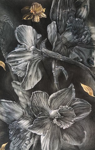 Daffodils 