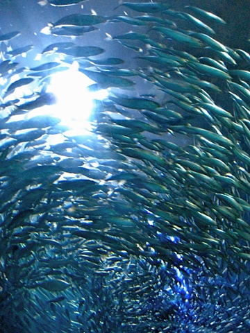 San Francisco Aquarium