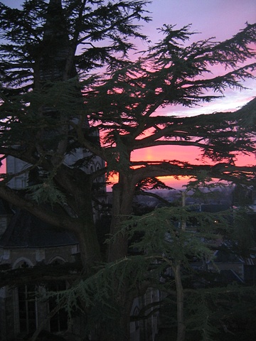 sunset tree l'abbaye