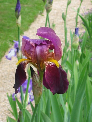 purple flower folding away