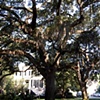 Savannah Oak