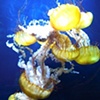Jellyfish #2
