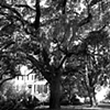 Savannah Oak B&W