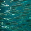 sea of fish