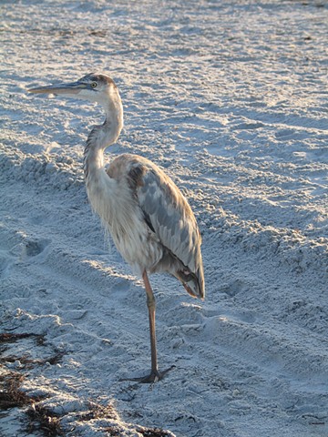 Elizabeth Jordan Great Blue Heron Indian Rocks Beach 2017