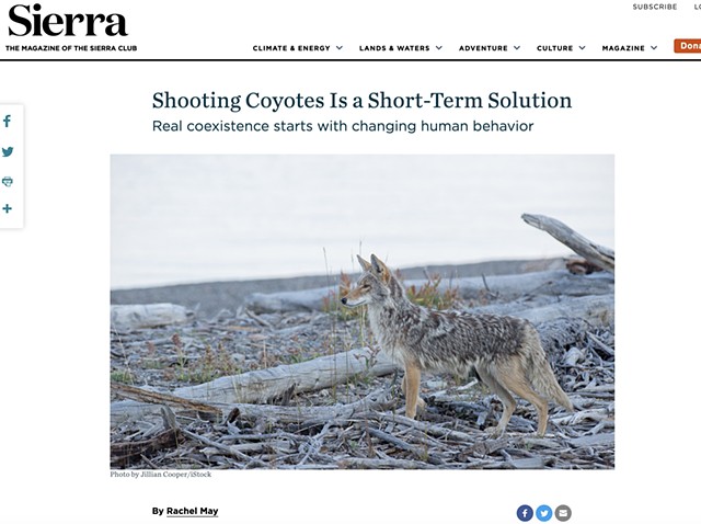 Shooting Coyotes is a Short-Term Solution