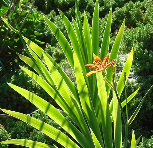 Blackberry Lily 