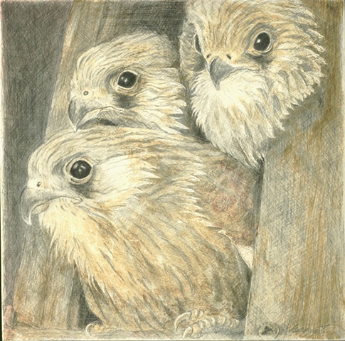 Three Baby Hawks
