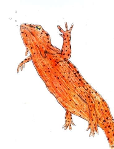 Illustration drawing of a North American salamander by Christopher Stanton