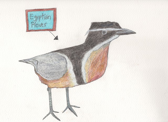 Drawing of an Egyptian plover bird by Christopher Stanton