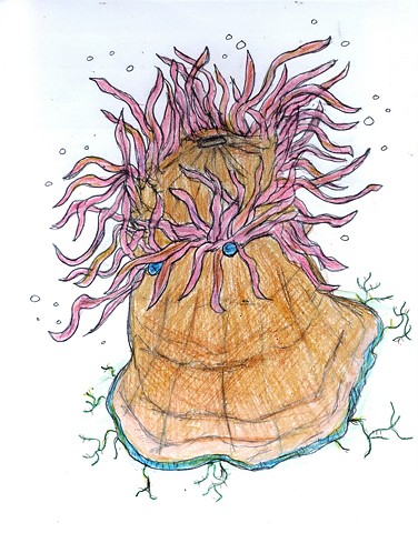 Illustration drawing of an anemone by Christopher Stanton