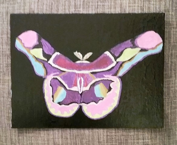 Painting of a Rothschild Moth by Christopher Stanton