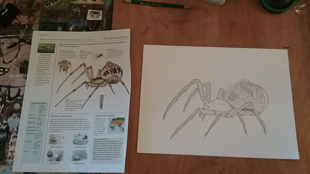 Drawing in progress of a mothercare spider by Christopher Stanton