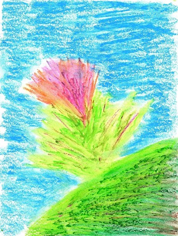 Pastel drawing of a flower by Christopher Stanton