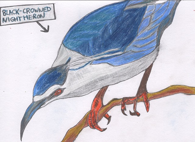 Drawing of a black-crowned night heron by Christopher Stanton 
