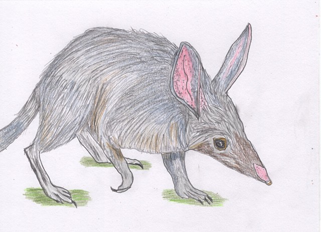 Pencil drawing illustration of a bilby by Christopher Stanton 