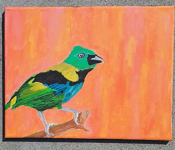 Acrylic painting of a Green-Headed Tanager by Christopher Stanton