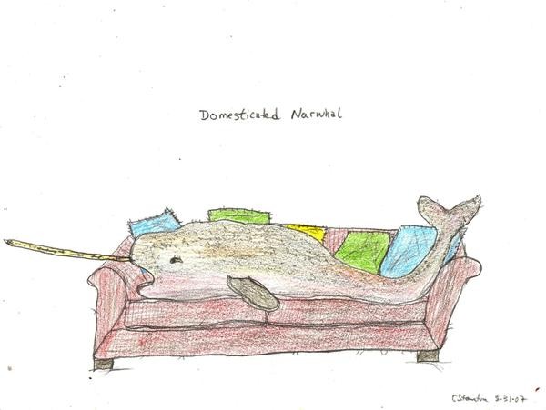 Drawing of a domesticated narwhal by Christopher Stanton