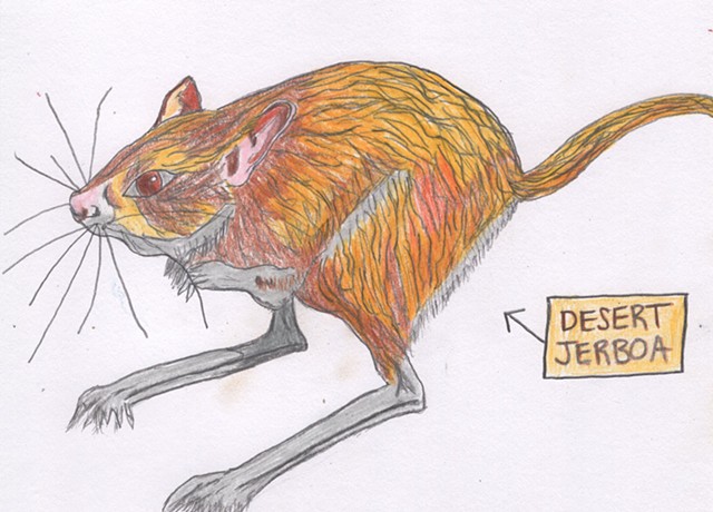 Drawing of a desert jerboa by Christopher Stanton 