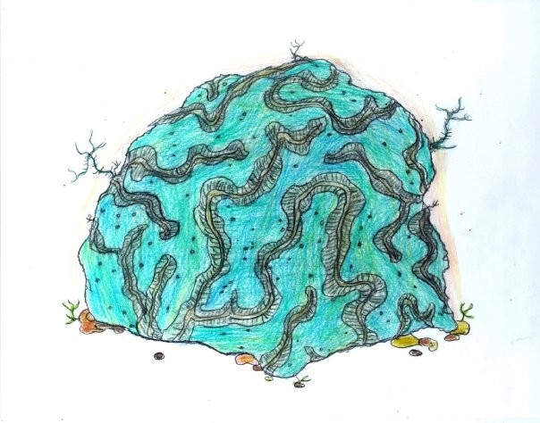 Illustration drawing of hard coral by Christopher Stanton