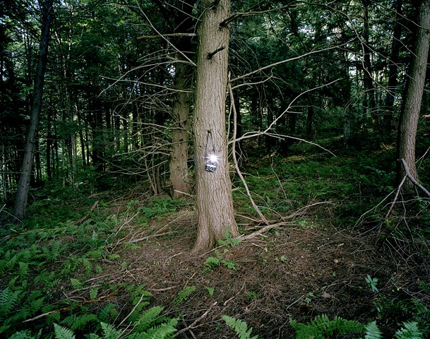 A Camera in the Forest