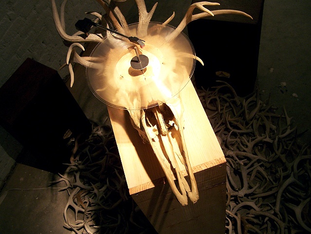 Moose skull record player by artists Owen Rundquist and Alexander DeMaria