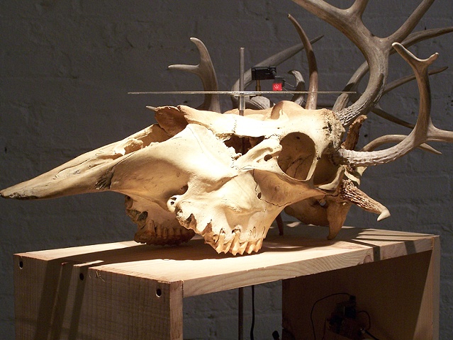 Moose skull record player by artists Owen Rundquist and Alexander DeMaria