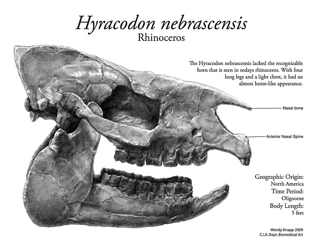 Hyracodon nebrascensis 