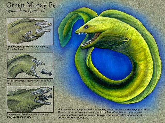 Green Moray Eel Scientific Plate