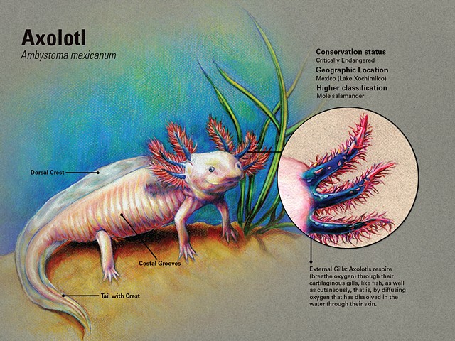 Axolotl Marine Scientific Plate